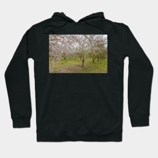 Almond Blossoms Hoodie